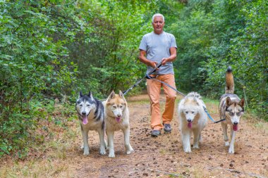 Doğada dört husky köpek ile yürüyen adam