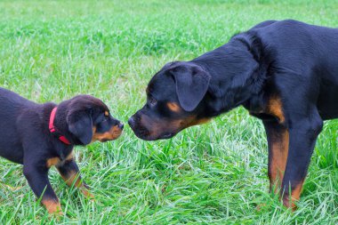 Yavru ve yetişkin rottweiler birbirlerine otların arasında kokulu