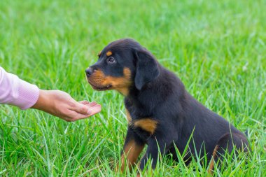 Genç rottweiler köpek çim gıda yandan alır