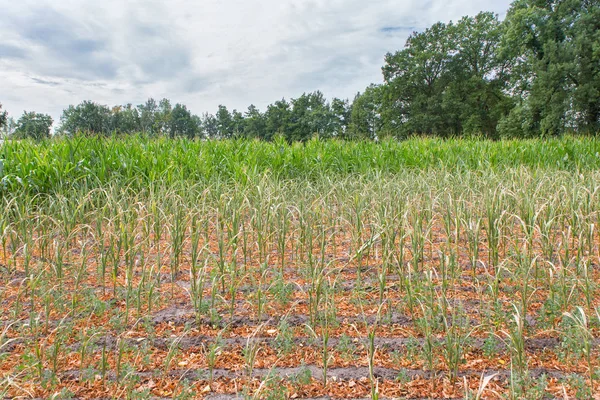 Сільськогосподарські Ушкодження Посухи Кукурудзяних Рослинах Які Висихають Влітку — стокове фото