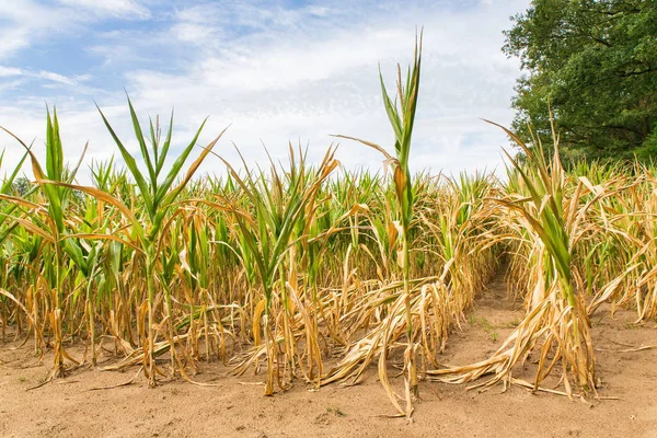 Сільськогосподарські Пошкодження Посухи Кукурудзяних Рослинах Які Висихають Сонці — стокове фото
