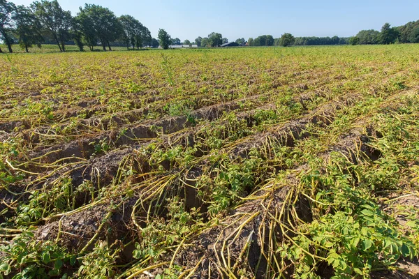 Dried Potato Plants Dutch Field Dry Summer — Stock Photo, Image