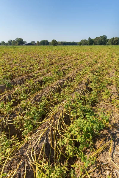 Morrendo Plantas Murchas Campo Batata Europeu — Fotografia de Stock