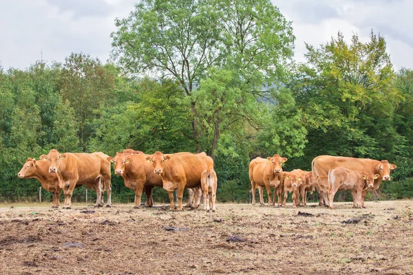Herd Brown Cows Calves Dried Pasture — Stock Photo, Image