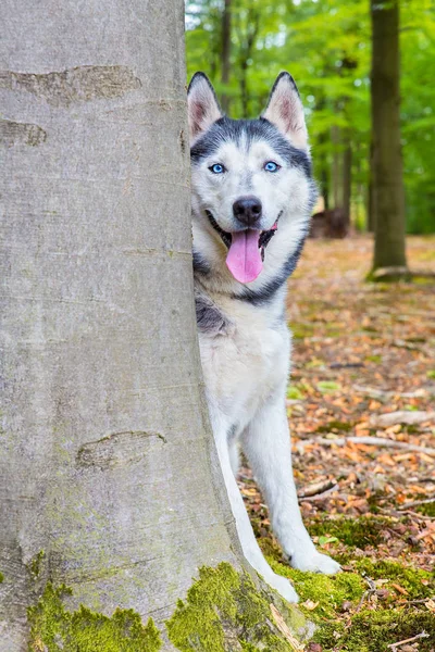 Σκύλος Χάσκεϋ Εμφάνιση Πίσω Από Οξιάς Κορμό Δέντρου Στο Δάσος — Φωτογραφία Αρχείου
