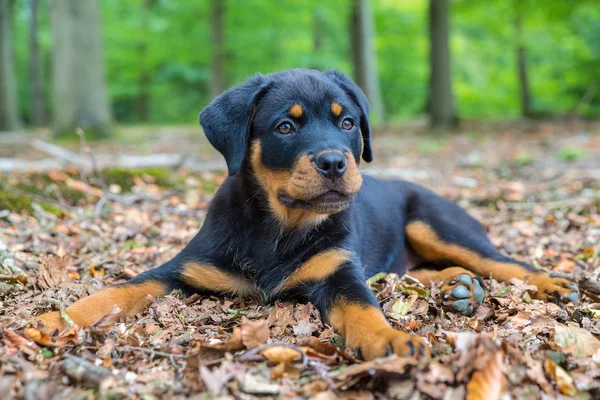 Mladí Rotvajler Pes Ležící Buk Lesní Půdě — Stock fotografie