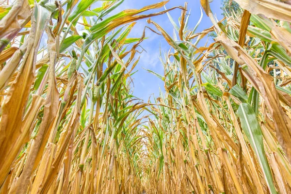 Rows of dried corn plants seen from below