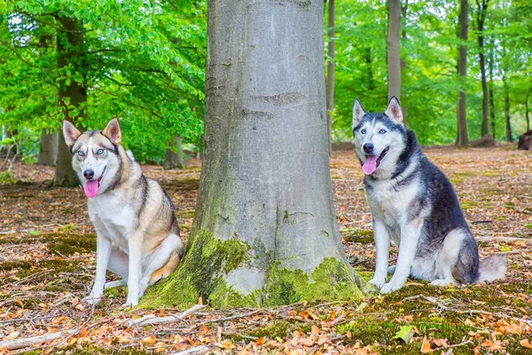 Dois Huskies Sentados Junto Tronco Árvore — Fotografia de Stock