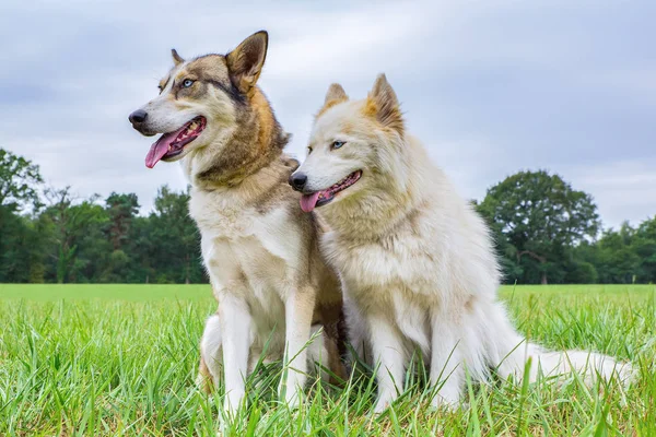 Δύο Σκυλιά Χάσκι Κάθονται Πλάι Πλάι Έξω Στο Γρασίδι — Φωτογραφία Αρχείου
