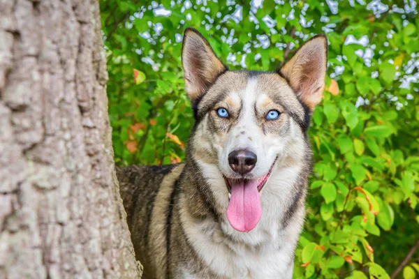 Vraatzuchtig Husky Hond Staren Naast Boomstam Natuur — Stockfoto