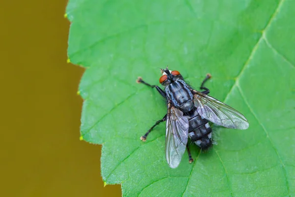 Mosca Azul Senta Folha Verde Uva Natureza — Fotografia de Stock