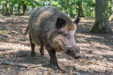 Yaban domuzu Avrupa doğa yürüyüşleri kapatın