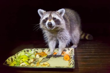 Tame adult raccoon with food in dark evening clipart