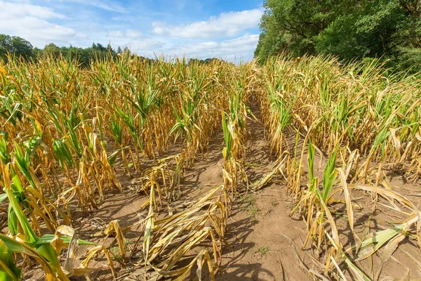 Пошкодження Сільського Господарства Сушеними Кукурудзяними Рослинами Влітку — стокове фото