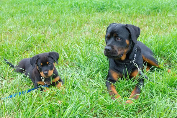Kölyök Felnőtt Rottweiler Fekve Együtt Kívül Zöld Rét — Stock Fotó