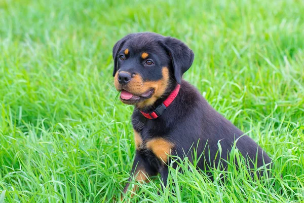 Retrato Perro Rottweiler Joven Sentado Pasto Verde —  Fotos de Stock