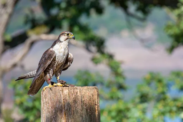 Uysal Peregrine Falcon Kutup Doğada Oturan — Stok fotoğraf