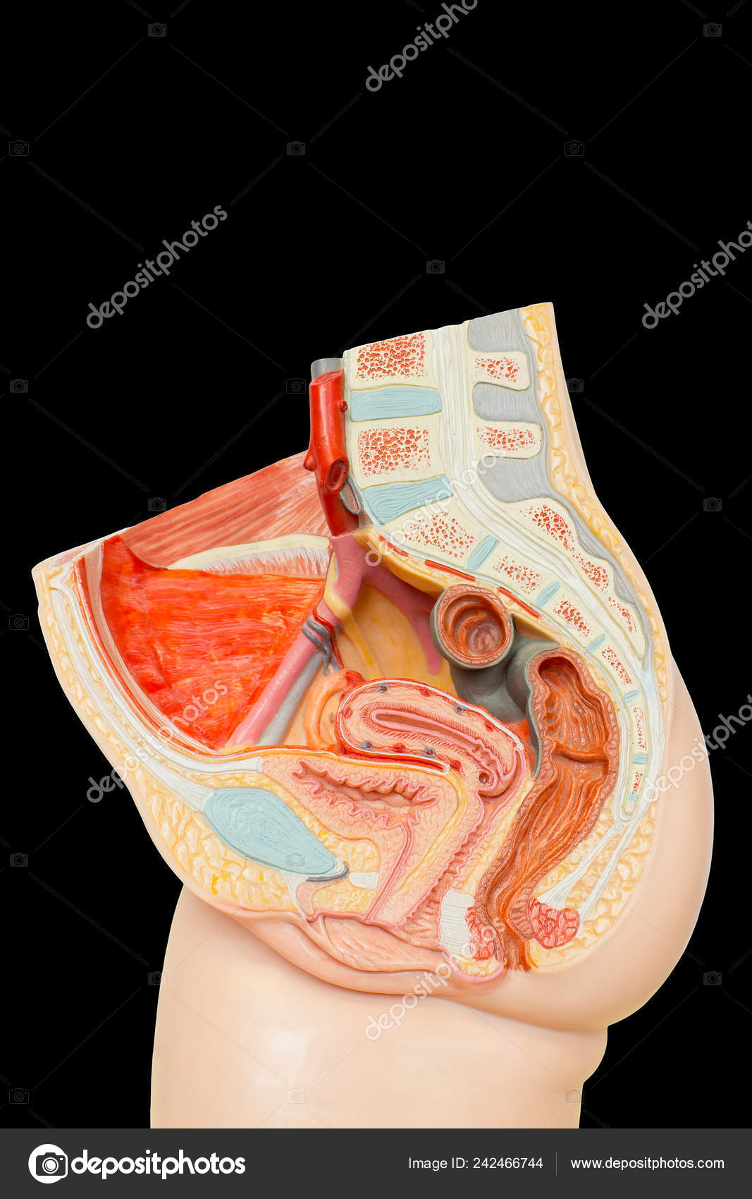 Model Internal Female Organs Lower Abdomen Isolated Black Background Stock Photo Image By C Benschonewille 242466744