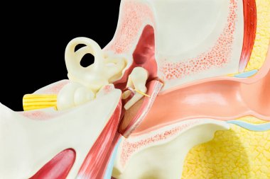 Siyah arka plan üzerine izole insan kulağının modeli içinde