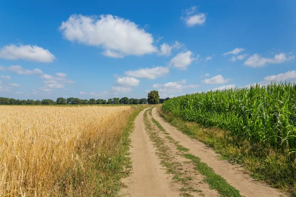 Сільськогосподарський Ландшафт Кукурудзяним Полем Зерновими Рослинами — стокове фото