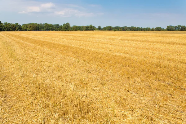 Campo Trigo Cosechado Vacío Los Países Bajos — Foto de Stock