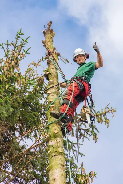 Especialista Árvores Caucasianas Sobe Cima Tronco Abeto Com Céu — Fotografia de Stock