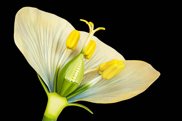 Flower model with stamens and pistils isolated on black background