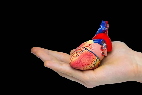 Mano Sosteniendo Modelo Corazón Humano Artificial Aislado Sobre Fondo Negro — Foto de Stock
