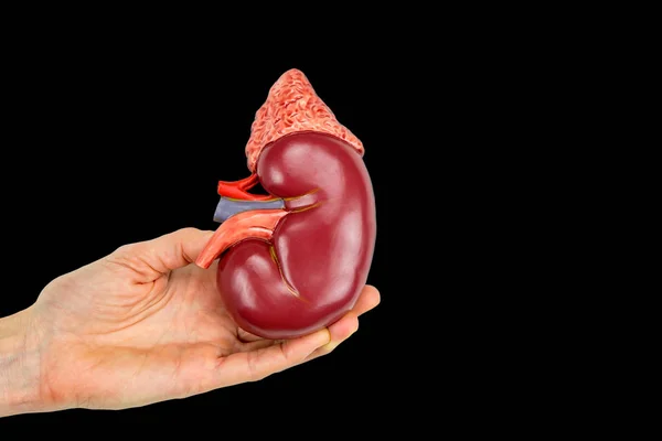 Female Hand Holding Kidney Model Isolated Black Background — Stock Photo, Image