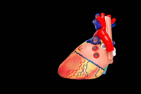 Modell Des Künstlichen Menschlichen Herzens Isoliert Auf Schwarzem Hintergrund — Stockfoto