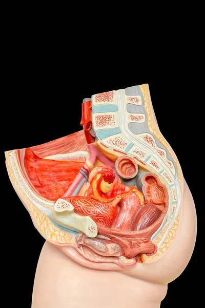 在黑色背景下隔离的模型下腹部女性体内器官 — 图库照片