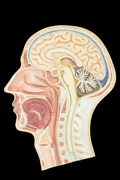 Modelo Seção Longitudinal Cabeça Humana Isolada Sobre Fundo Preto — Fotografia de Stock