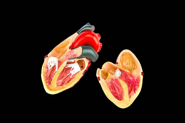 Wnętrze Modelu Ludzkiego Serca Białym Czarnym Tle — Zdjęcie stockowe