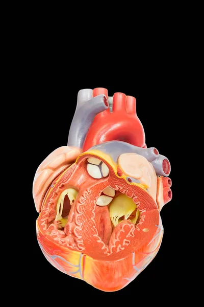 Modello Cuore Umano Aperto Isolato Sfondo Nero — Foto Stock