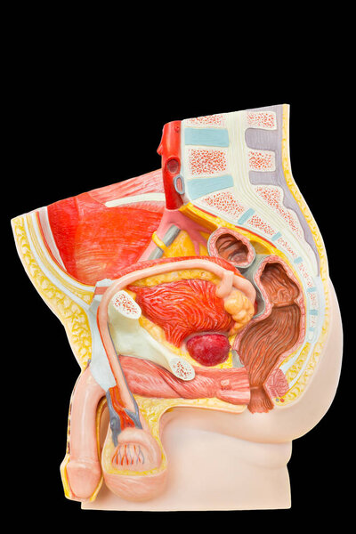 Модель внутренних мужских органов в нижней части живота изолирована на черном фоне
