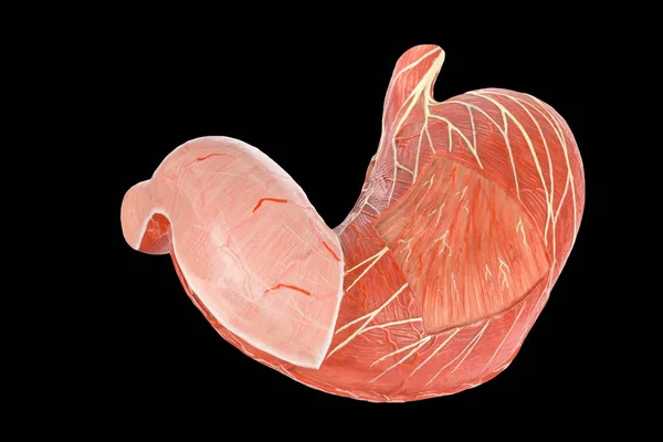 在黑色背景上隔离的人体胃外模型 — 图库照片