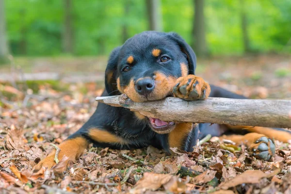 Retrato Cão Rottweiler Jovem Mordendo Ramo Floresta — Fotografia de Stock