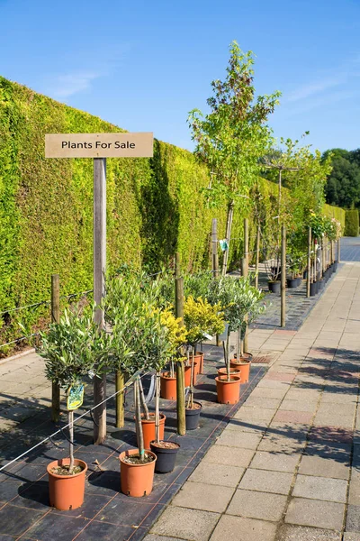 Krukväxter Säljes Europeiska Garden Center — Stockfoto
