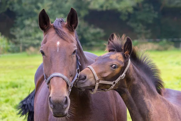 Portrait Mother Horse Foal Dutch Meadow — Stock Photo, Image
