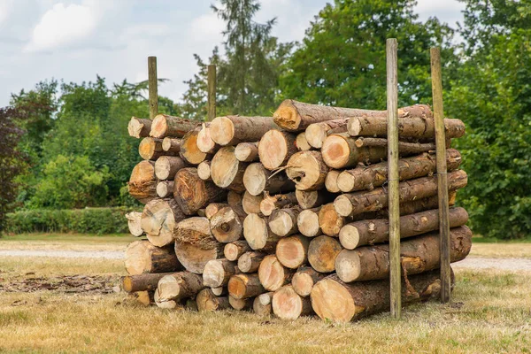 Opgestapeld Pine Boomstammen Tussen Polen Nederlandse Park — Stockfoto