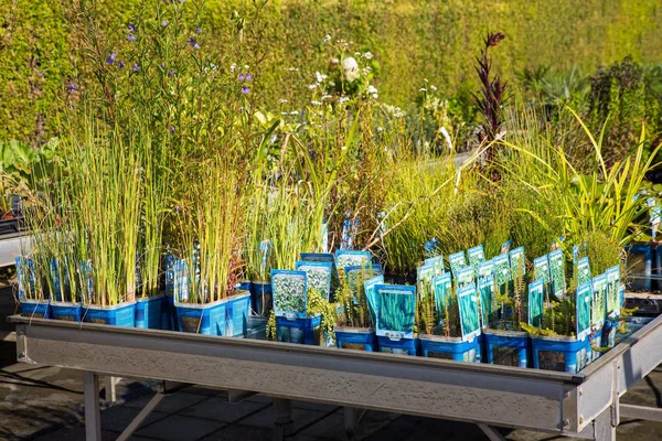 Водные Растения Горшках Продажи Голландском Центре Сада — стоковое фото