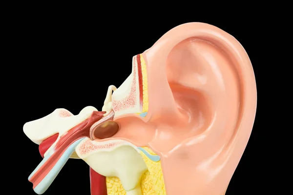 Interior Human Ear Model Isolated Black Background — Stock Photo, Image