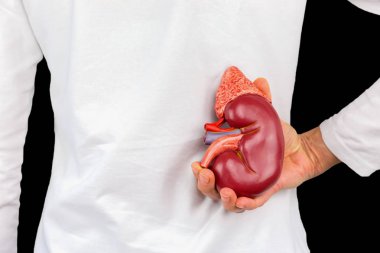 Hand holds human kidney model at white body clipart