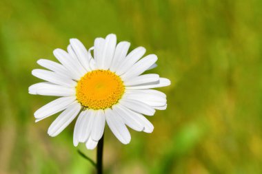 Yeşil çayır bokeh ile bir çiçeklenme papatya