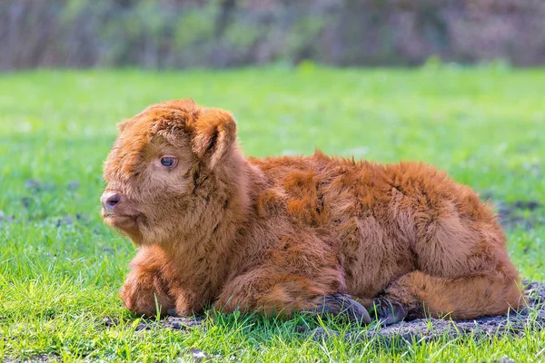 Bown newborn scottish highlander calf lying in meadow — Stock Photo, Image