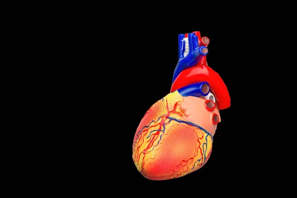 五颜六色的人心脏模型在黑色背景 — 图库照片