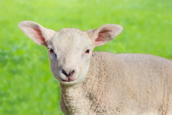 Portrait rapproché d'un agneau blanc nouveau-né — Photo