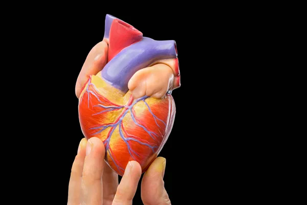 Fingers showing model human heart on black background — Stock Photo, Image