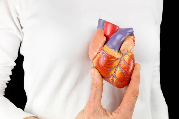 Hand holds heart model in front of white chest — Stock Photo, Image