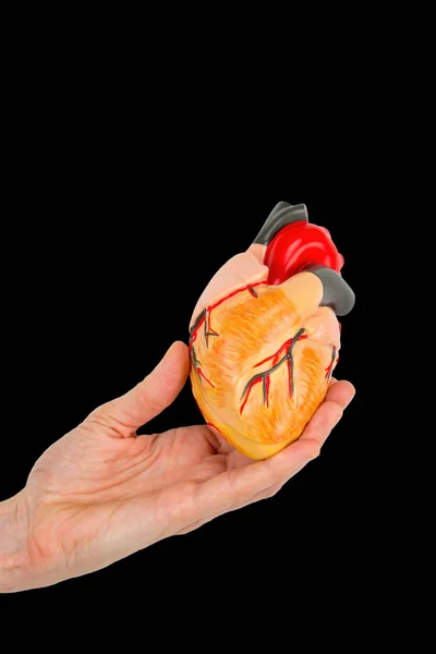 Hand holds human heart model on black background — Stock Photo, Image